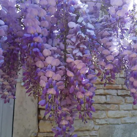 Wisteria Les Adjots