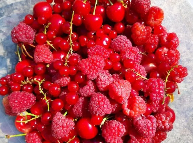 Wisteria بيت للعطل