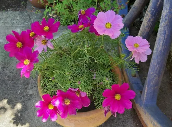 بيت للعطل Wisteria *