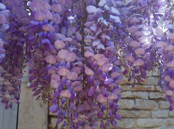 Wisteria Les Adjots