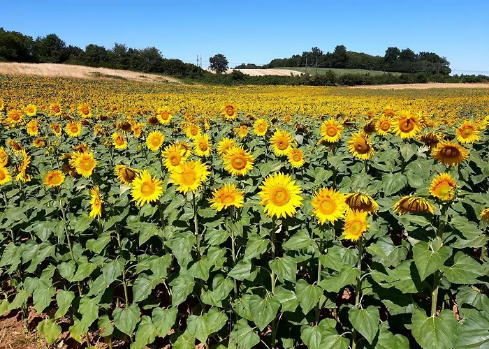 Wisteria بيت للعطل *
